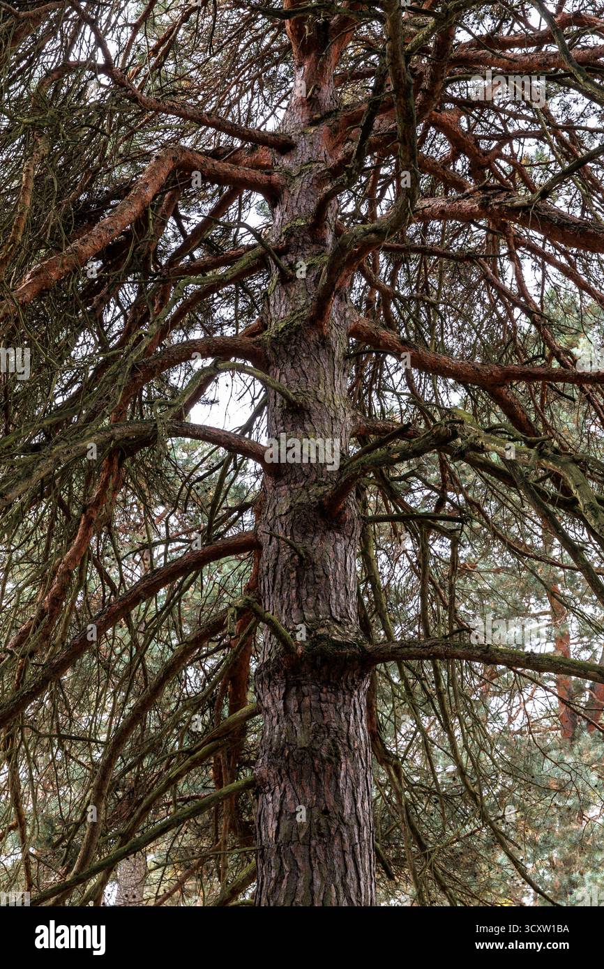 Kiefer in der Wahner Heide auf dem Fliegenberg, Troisdorf, Nordrhein-Westfalen. Kiefer in der Wahner Heide am Fliegenberg, Troisdorf, N Stockfoto