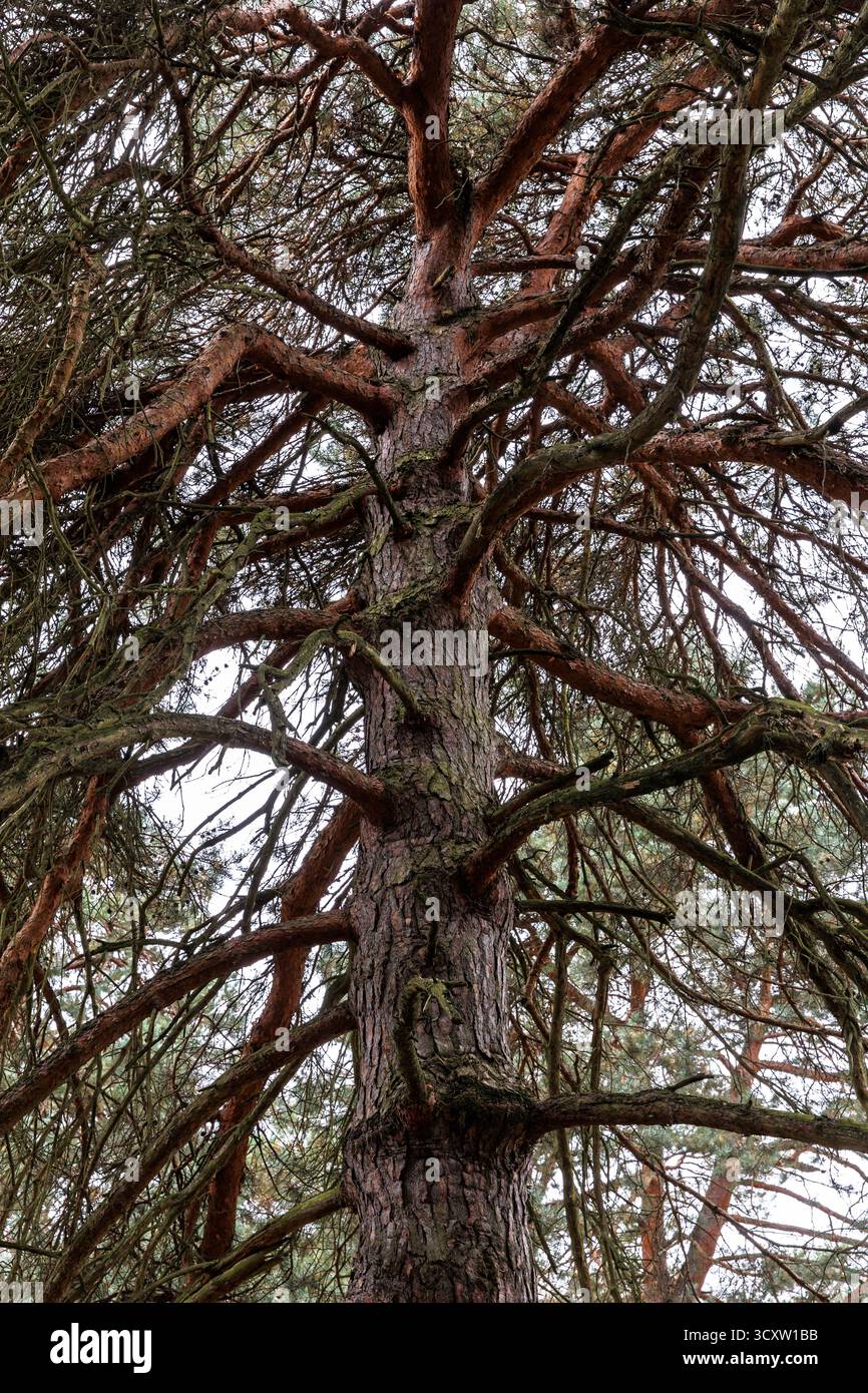 Kiefer in der Wahner Heide auf dem Fliegenberg, Troisdorf, Nordrhein-Westfalen. Kiefer in der Wahner Heide am Fliegenberg, Troisdorf, N Stockfoto
