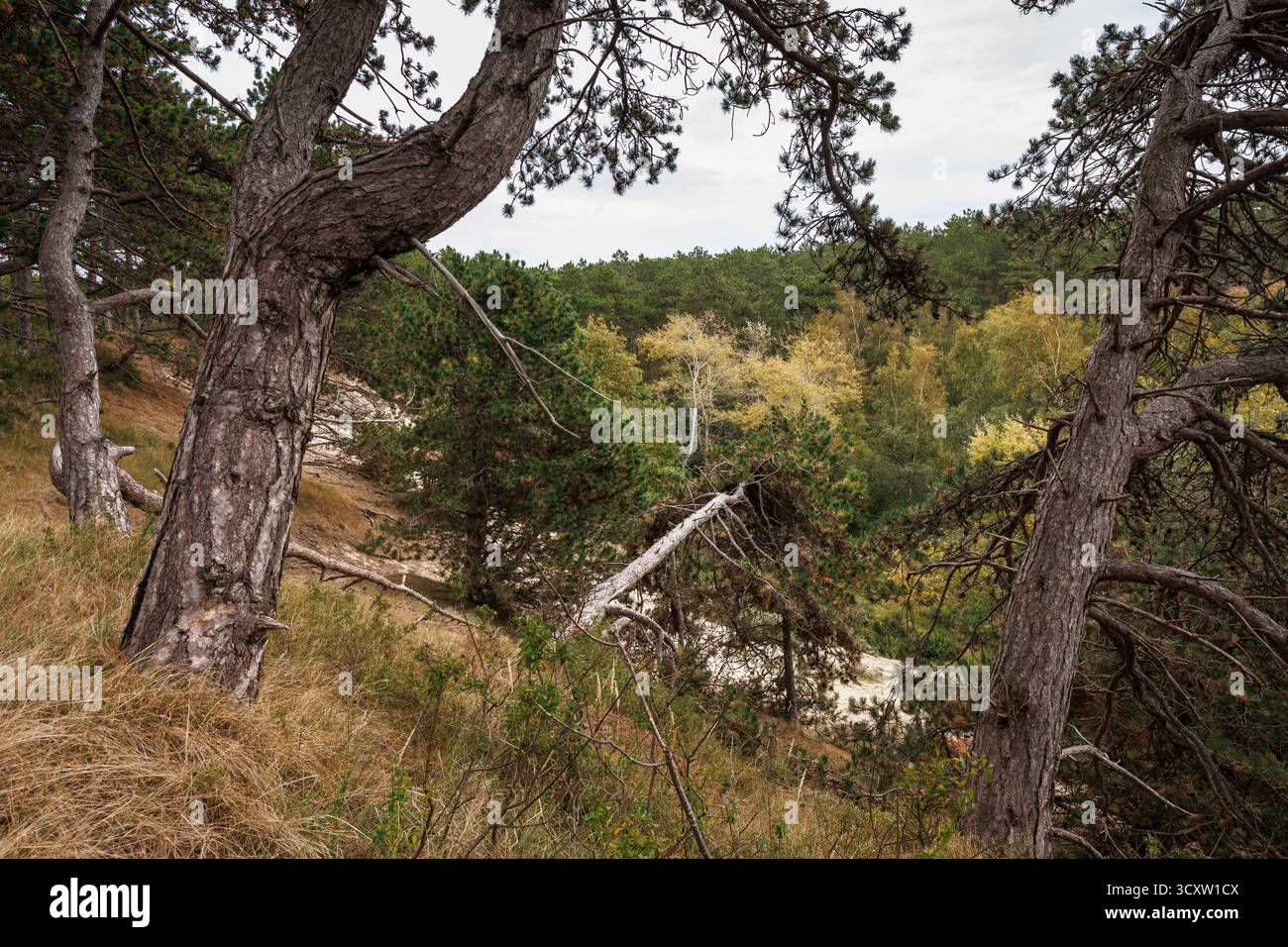 Der Wald von Boswachterij Westerschouwen im Gebiet Kop van Schouwen auf Schouwen-Duiveland, Zeeland, Niederlande. Die hügelige Dünenlandschaft mit Sand dr Stockfoto
