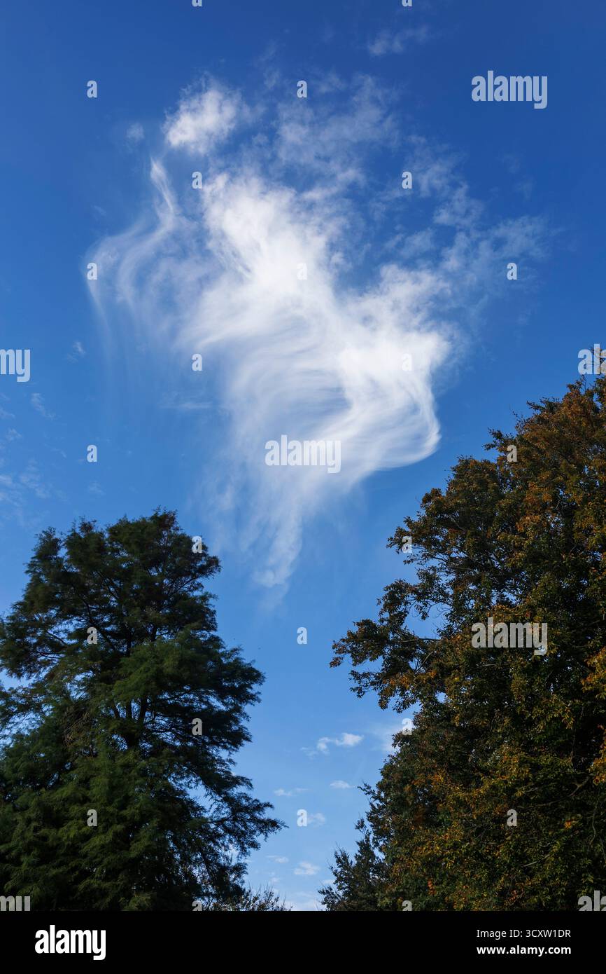 cirrus Wolke über Bäumen in Domburg auf Walcheren, Zeeland, Niederlande. Federwolke ueber Baeumen in Domburg auf Walcheren, Zeeland, Niederlande. Stockfoto
