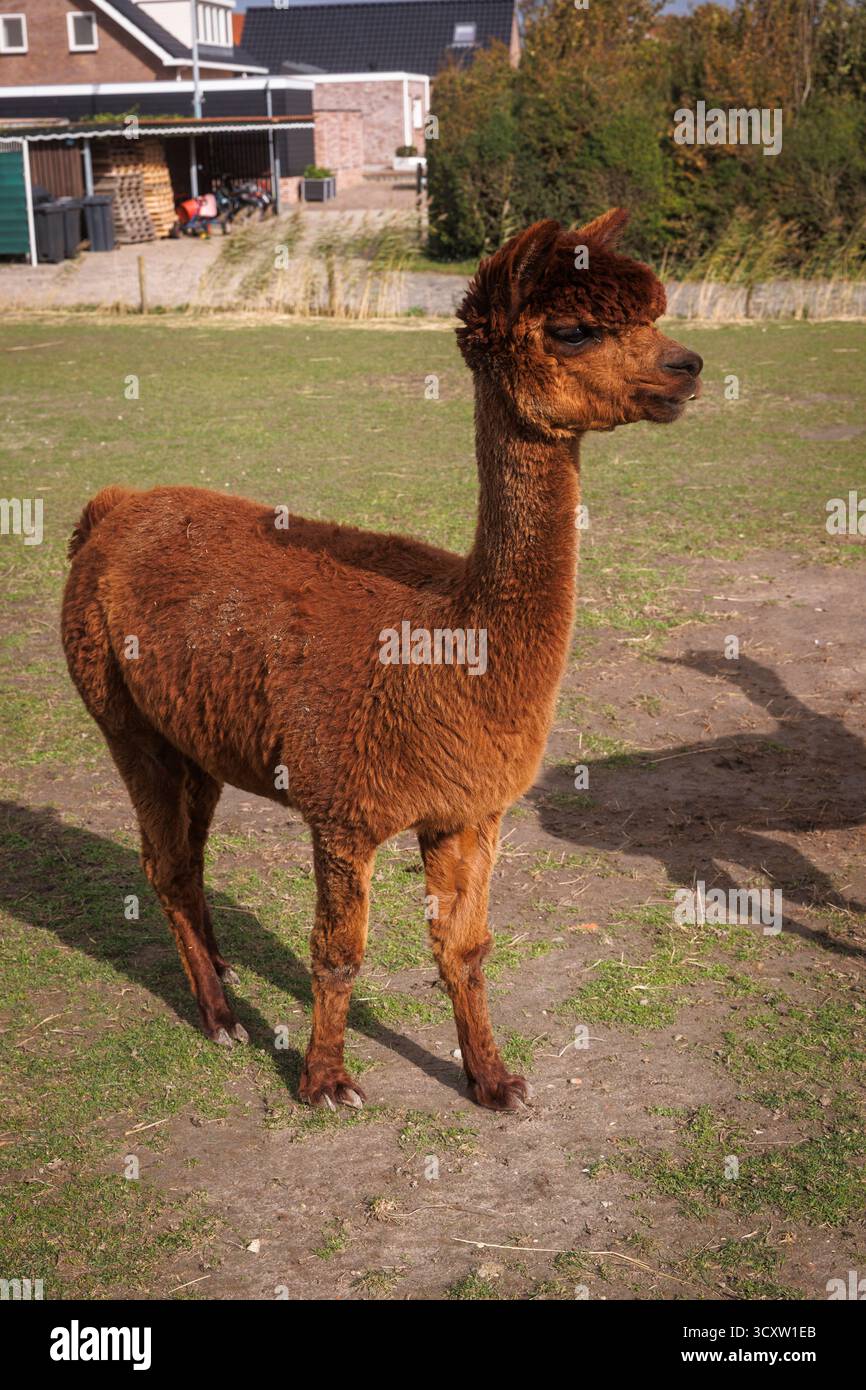 Alpaka (Vicugna pacos) auf einer Wiese bei Domburg, Walcheren, Zeeland, Niederlande. Alpaca Hof Zeelandia in Aagtekerke bei Domburg kümmert sich um Kranke und Stockfoto