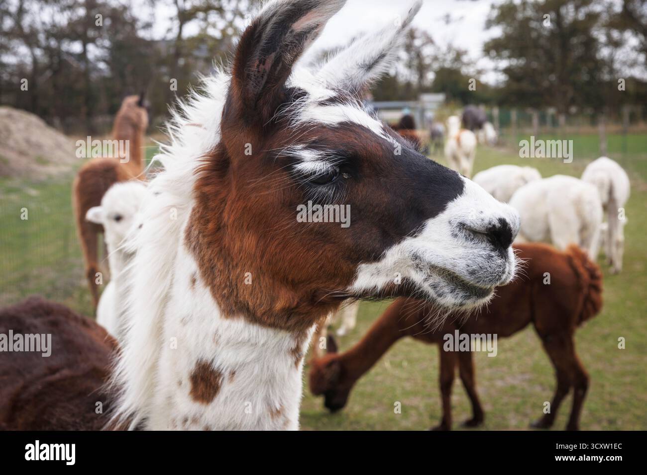 Lamas (Lama glama) und Alpacas (Vicugna pacos) auf einer Wiese bei Domburg, Walcheren, Zeeland, Niederlande. Alpaca Hof Zeelandia in Aagtekerke bei Do Stockfoto