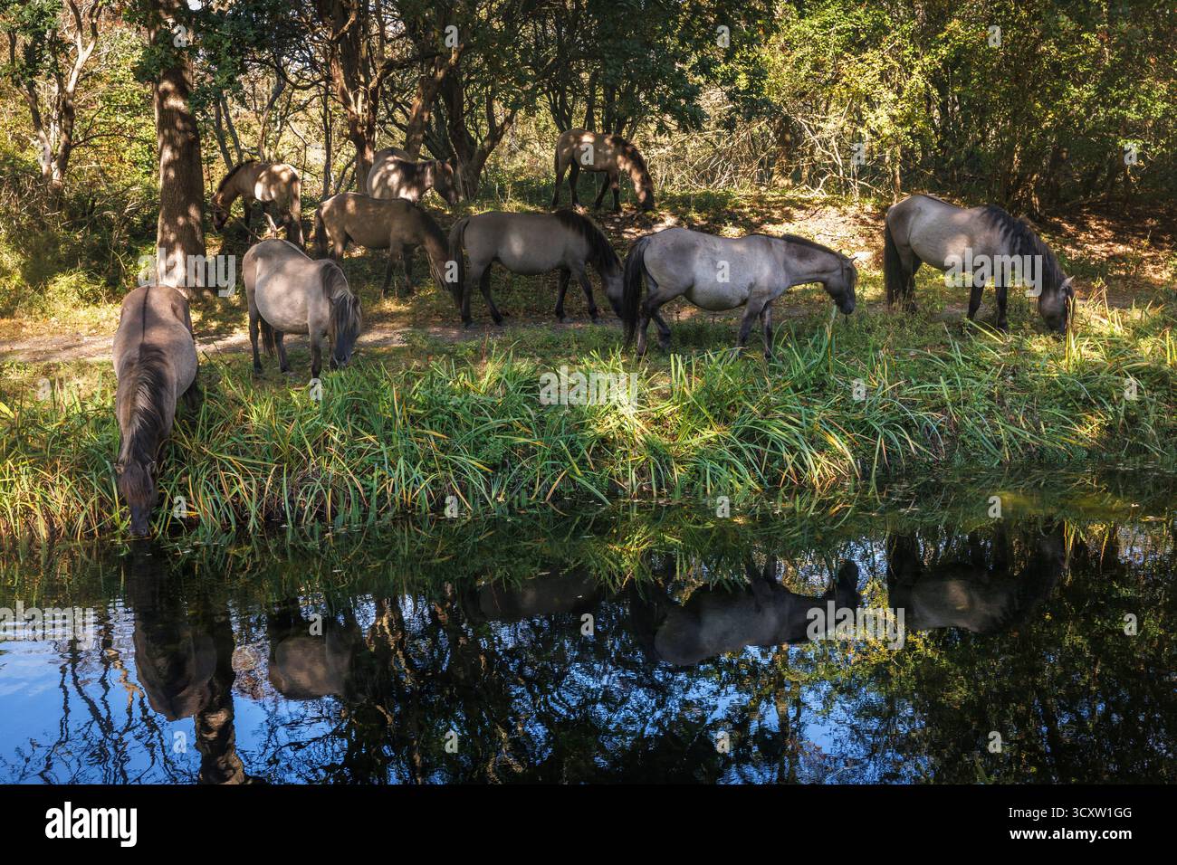 Konikpferde im Naturpark Oranjezon bei Vrouwenpolder auf der Halbinsel Walcheren, ehemaliges Trinkwasserentnahmegebiet, Zeeland, Niederlande. Stockfoto