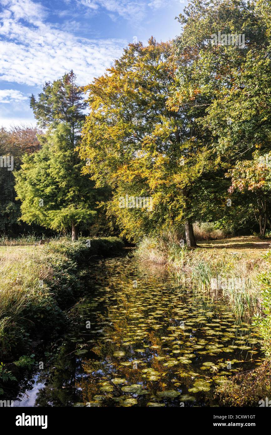 Teich mit Seerosen im Herbst in einem Park bei Schloss Westhove bei Domburg auf der Halbinsel Walcheren, Naturschutzgebiet de Manteling, Zeeland, Niederlande Stockfoto