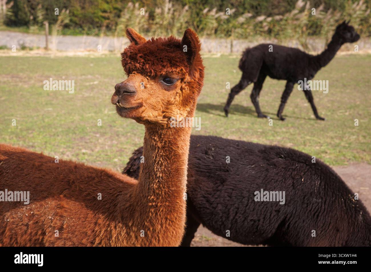 Alpakas (Vicugna pacos) auf einer Wiese bei Domburg, Walcheren, Zeeland, Niederlande. Alpaca Hof Zeelandia in Aagtekerke bei Domburg kümmert sich um Kranke und Stockfoto