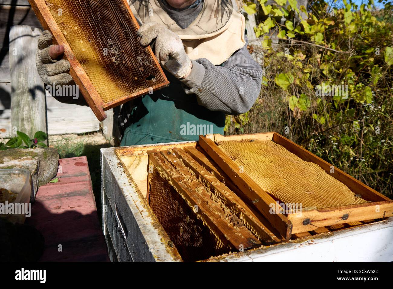 Imker inspiziert Wabenrahmen im Bienenhaus. Der Imker mit Schutzanzug hält den Rahmen voll Honig in Handschuhen. Stockfoto