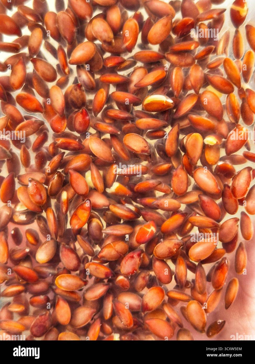 Eingeweichte Leinsamen. Gelee-ähnliche Leinsamen - Smartphone-aufgenommenes Stockfoto