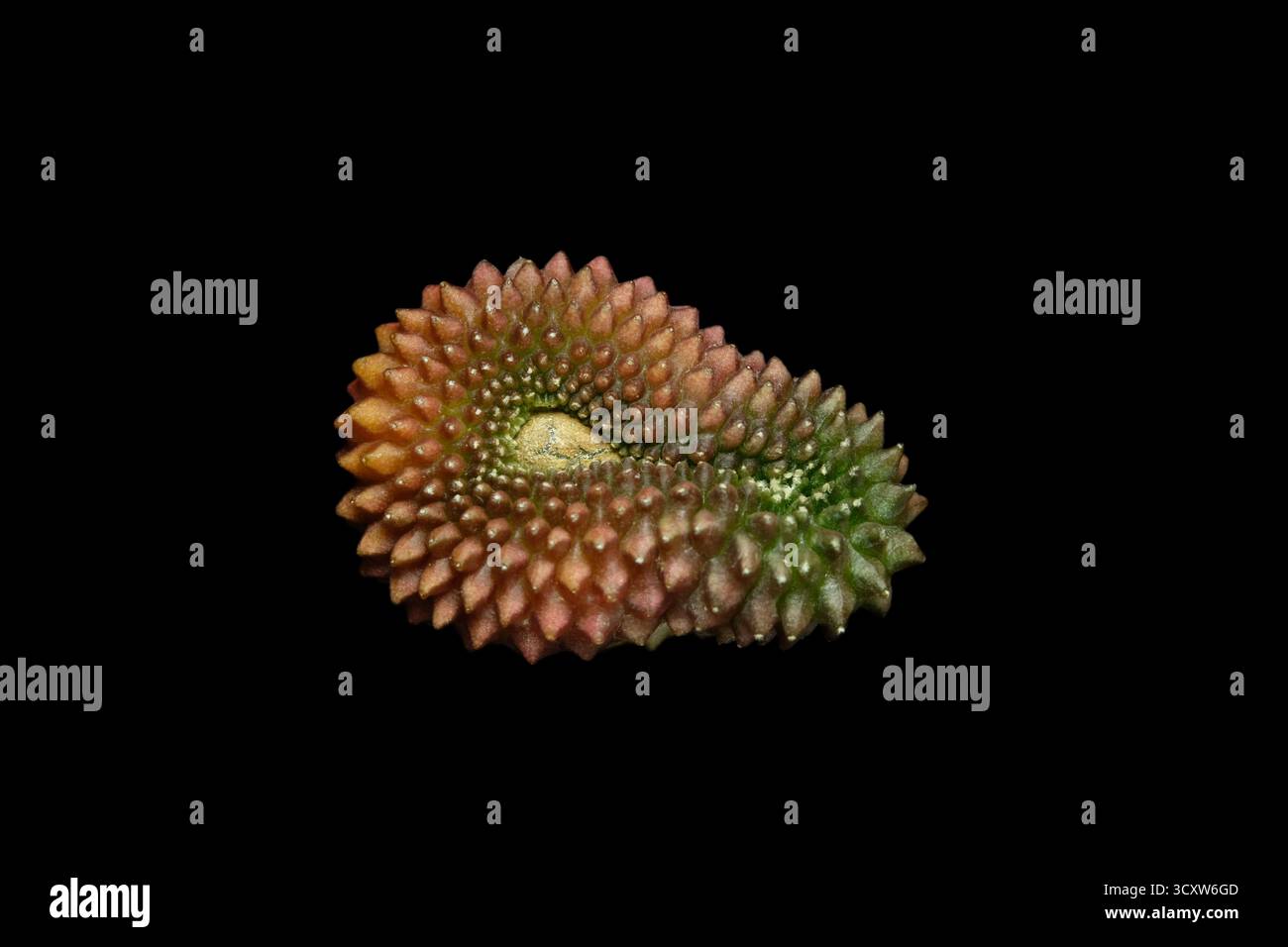 Nahaufnahme, Draufsicht der empfindlichen Haut von gymnocalycium mihanovichii inermis cristata. Isoliert auf schwarzer Hintergrundfarbe. Bild Foto Stockfoto