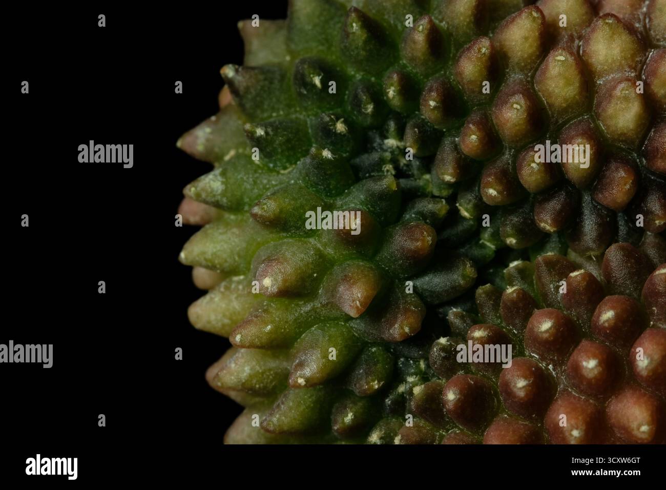 Detailschießrippen von gymnocalycium mihanovichii inermis cristata empfindlicher Haut. Isoliert auf schwarzer Hintergrundfarbe. Bild Foto Stockfoto