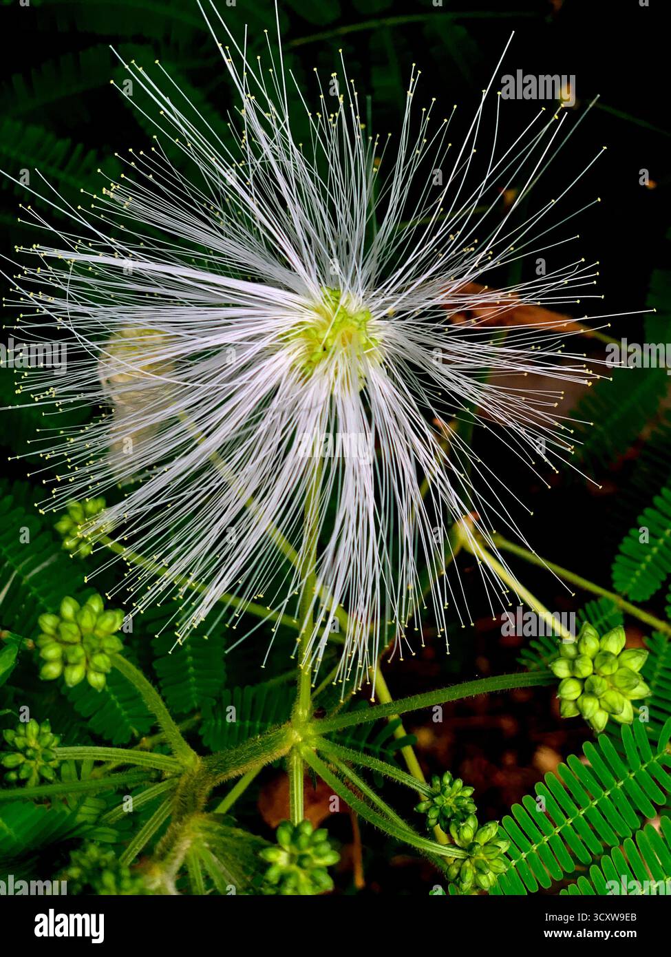 Weißes Powderduff blüht mitten im Wald mit einem Fokus auf die Blüte und ihre Samen, mit sehr schönen Details Stockfoto