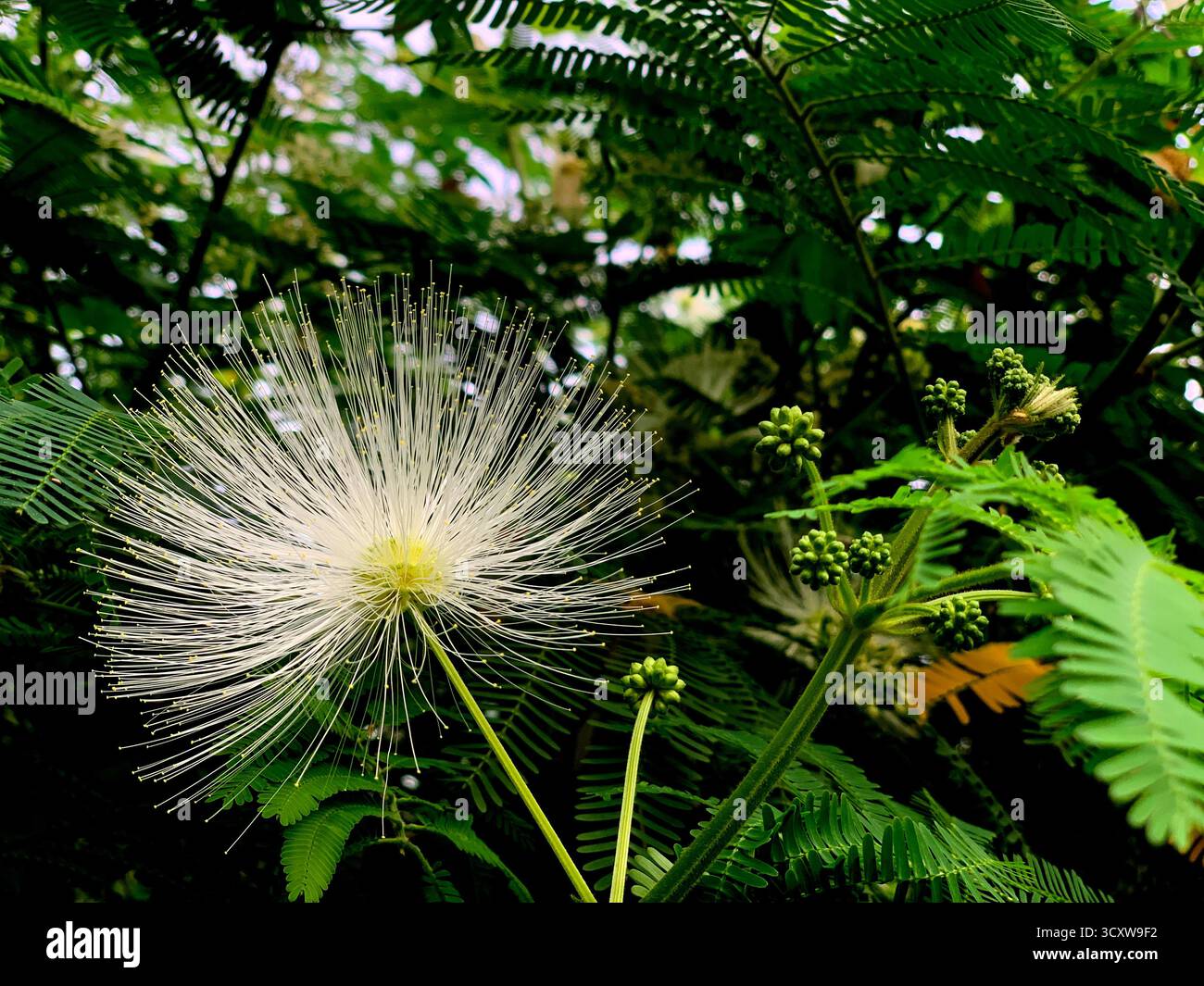 Weißes Powderduff blüht mitten im Wald mit einem Fokus auf die Blüte und ihre Samen, mit sehr schönen Details Stockfoto