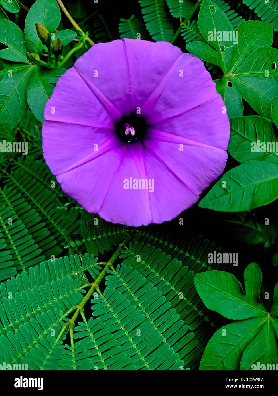 Drei Meilen pro Minute Blumen wachsen hart mit Blick auf die Morgensonne. Stockfoto
