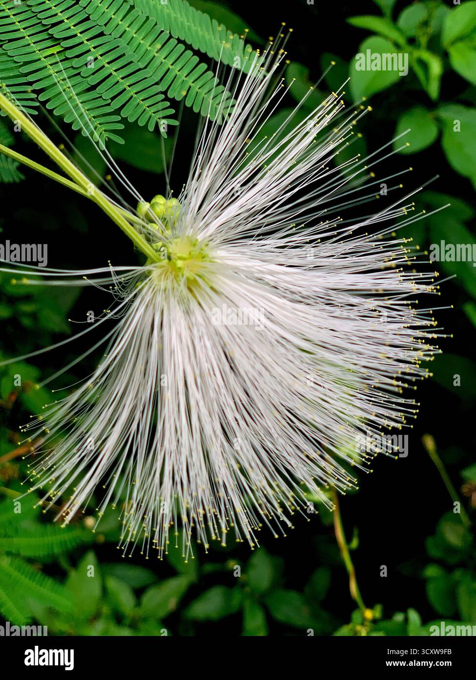 Weißes Powderduff blüht mitten im Wald mit einem Fokus auf die Blüte und ihre Samen, mit sehr schönen Details Stockfoto