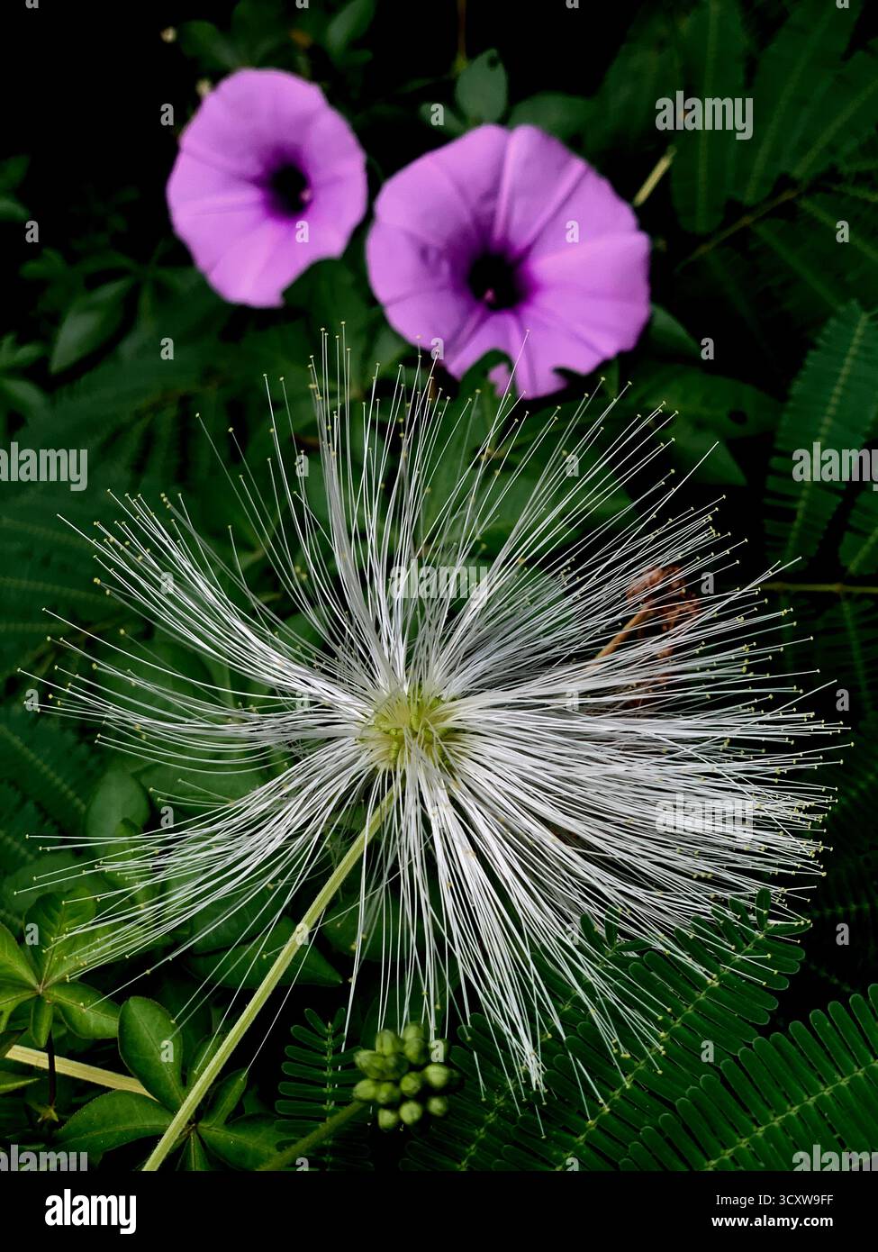 Weißes Powderduff blüht mitten im Wald mit einer verschwommenen Meile-a-Minute-Rebblume. Stockfoto