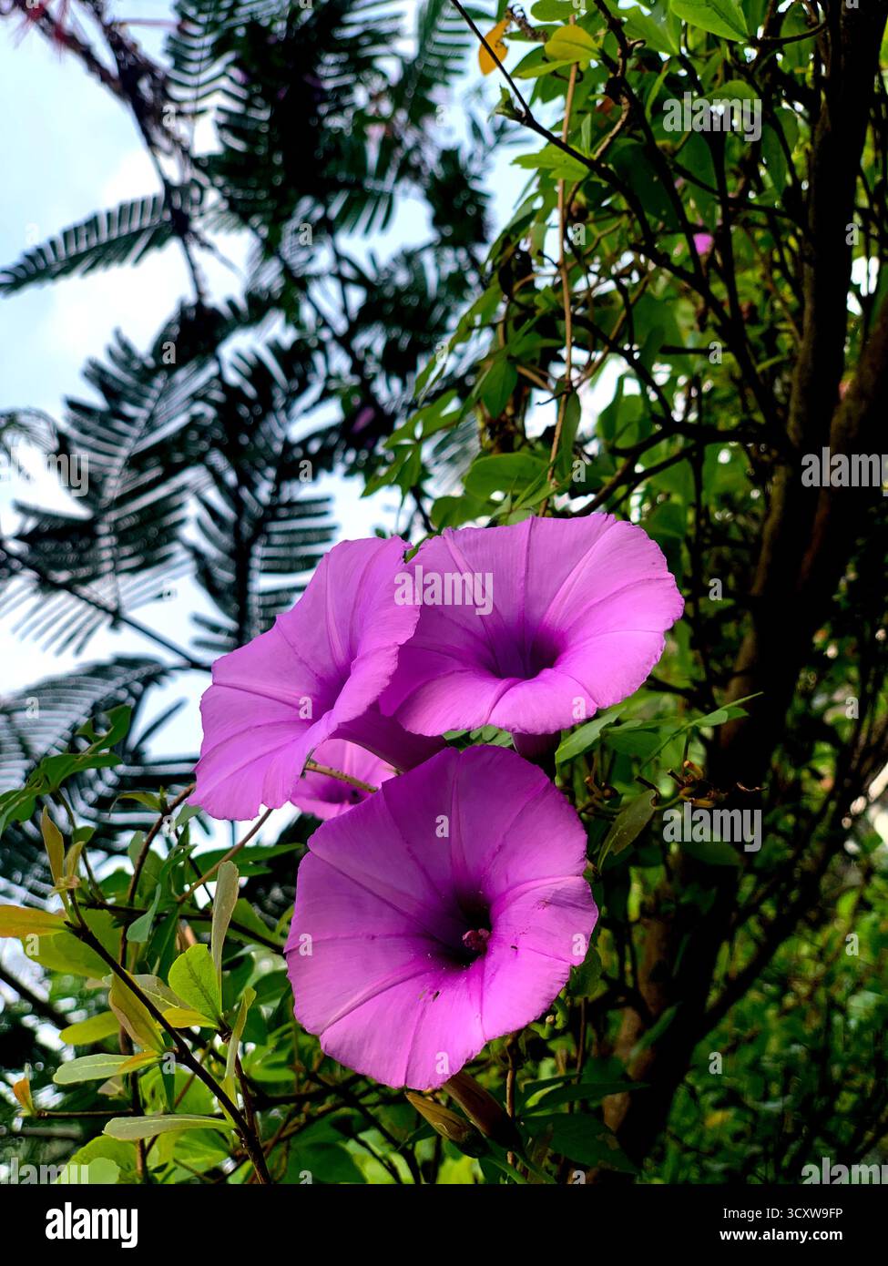 Drei Meilen pro Minute Blumen wachsen hart mit Blick auf die Morgensonne. Stockfoto