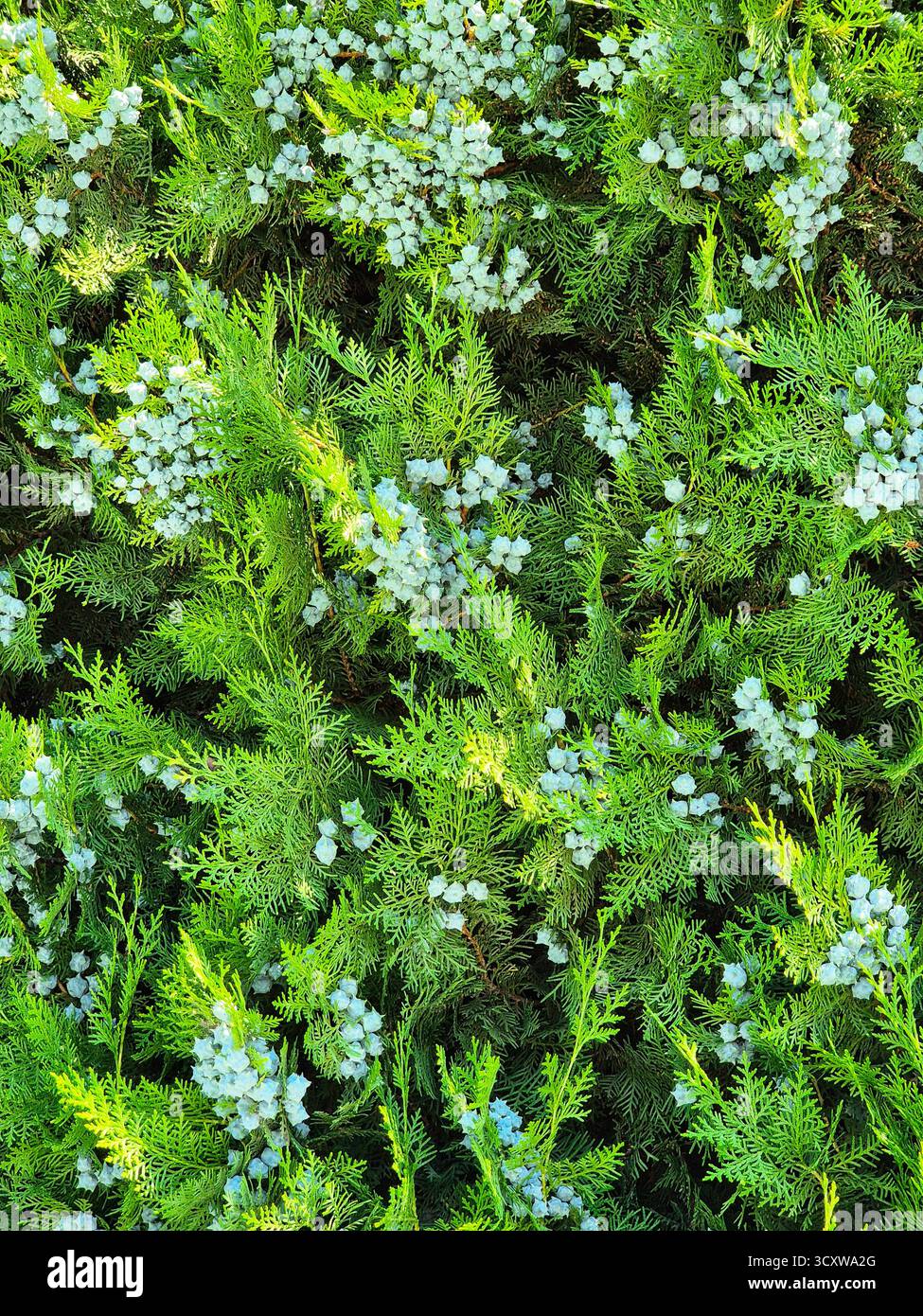 thuja smaragd 180 200 cm bauhaus Thuja 