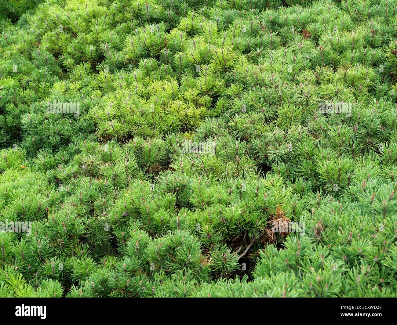 Dichte Bergkiefern mit dunkelgrünen Nadeln, einer feinen Textur und einer kompakten Wachstumsgewohnheit. Kopierraum. Stockfoto