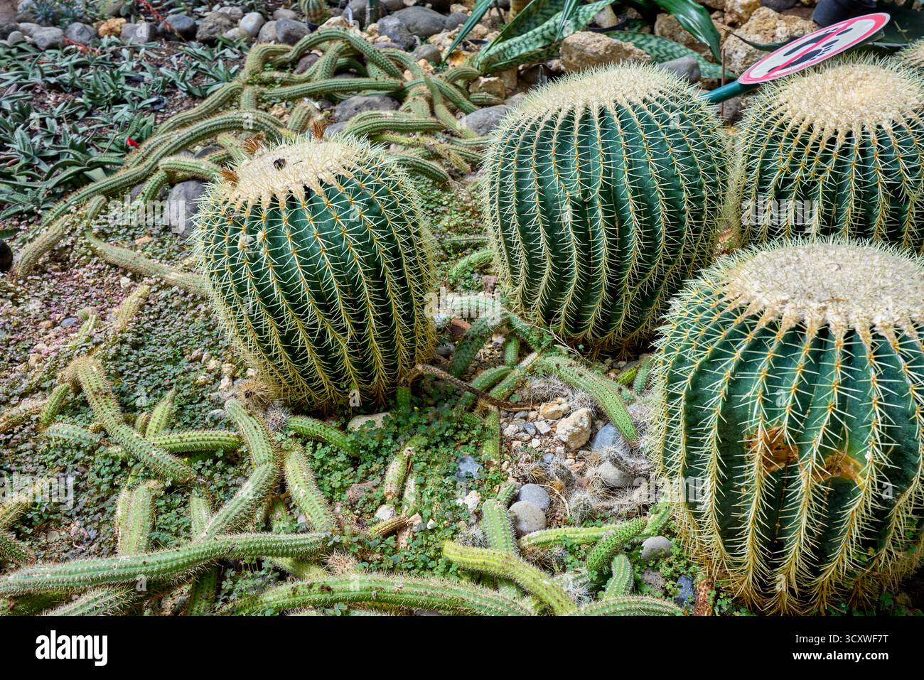 Kugeliger kaktus -Fotos und -Bildmaterial in hoher Auflsung  Alamy