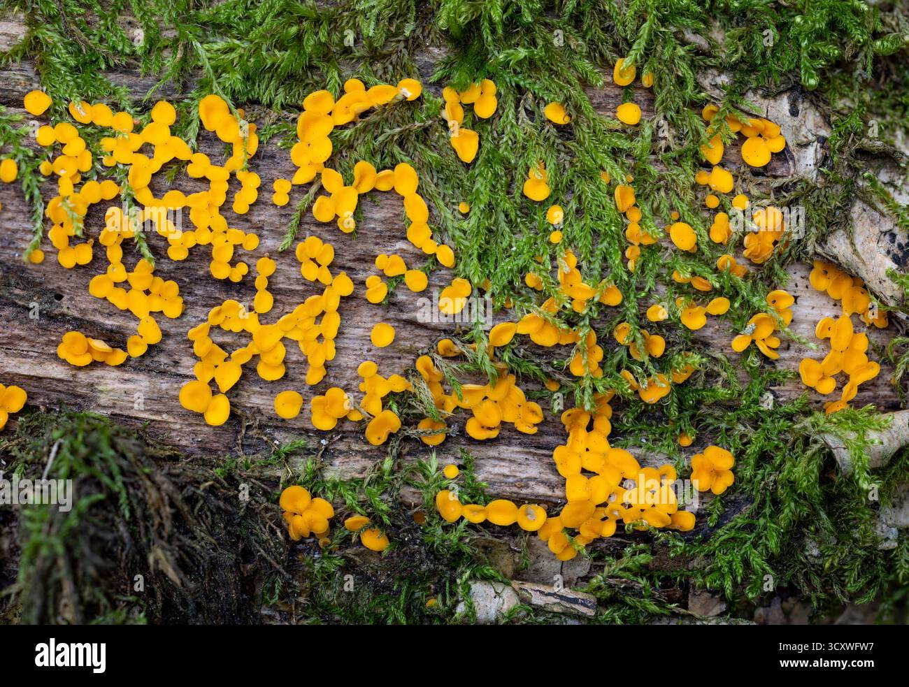 Gelbe Feenbecher Stockfoto
