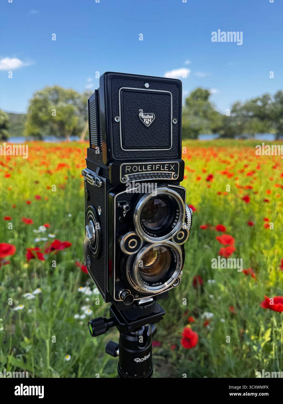 Eine Rolleiflex Kamera 2,8 F steht auf einem Stativ inmitten eines lebhaften Mohnfeldes unter einem klaren blauen Himmel Stockfoto