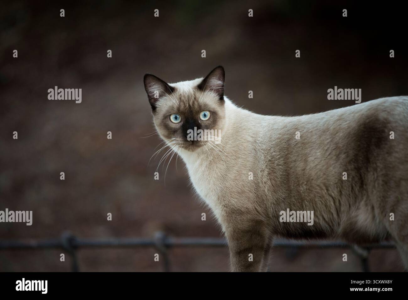 Weite Aufnahme einer streunenden siamesischen Katze, die auf Zement vor einem eisernen Zaun mit blauen und gelben Augen zwischen Bäumen und Büschen in einem Stadtpark läuft. Stockfoto