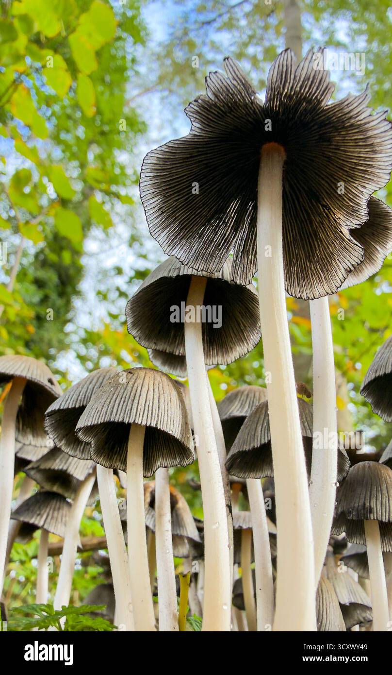 Gruppe von zarten Pilzen, die in einem Wald wachsen, von unten betrachtet, mit natürlichem Licht und weichem Hintergrund. Stockfoto