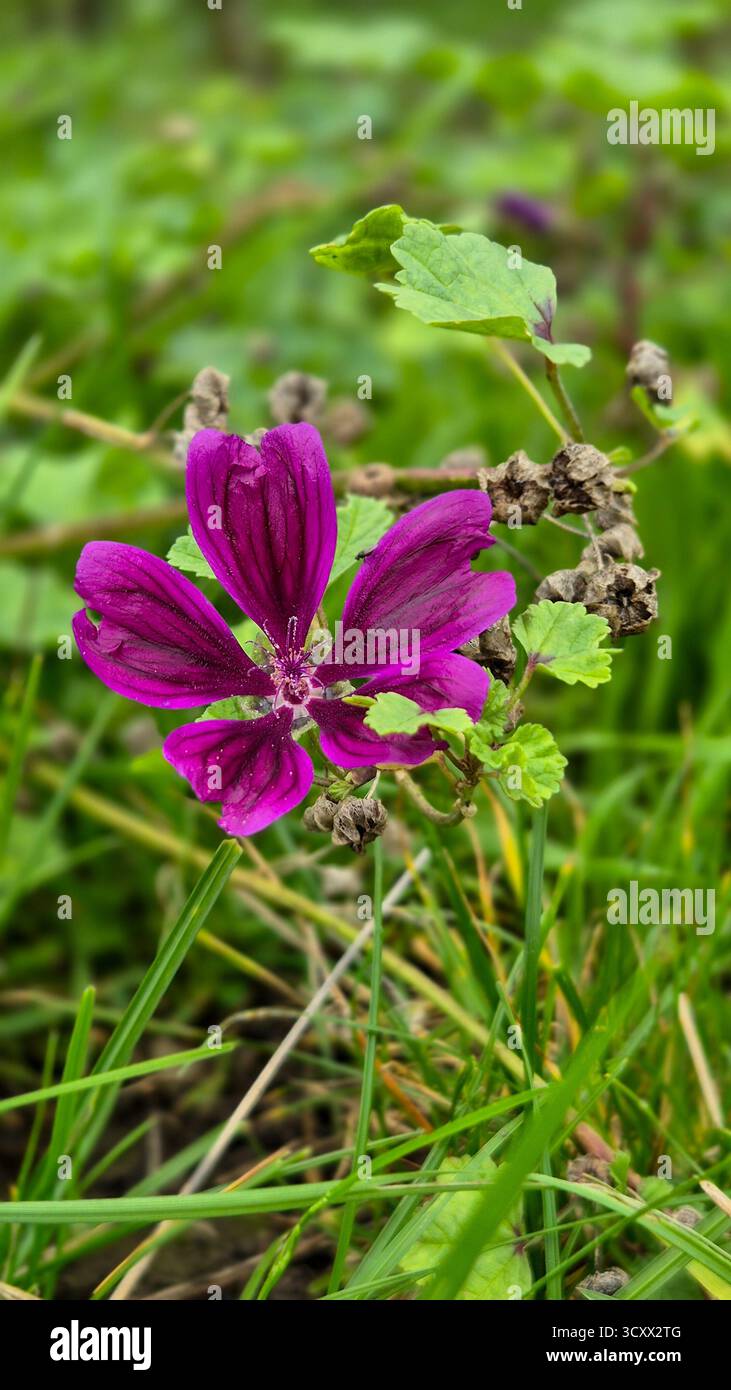 Lila Blume Nahaufnahme auf natürlichem grünem Hintergrund - Smartphone-aufgenommenes Stockfoto