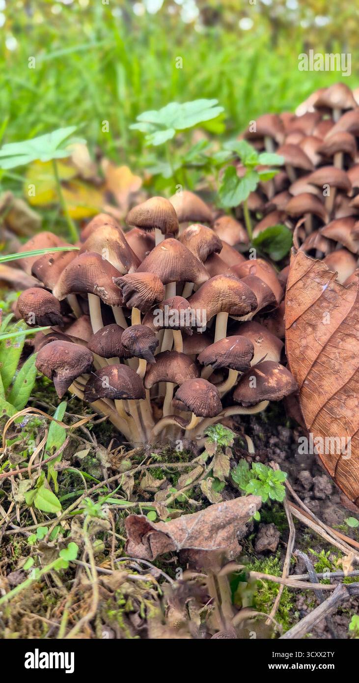 Ansammlung kleiner brauner Pilze, die im Herbst zwischen Gras und Moos auf Waldboden wachsen - Smartphone-aufgenommenes Stockfoto