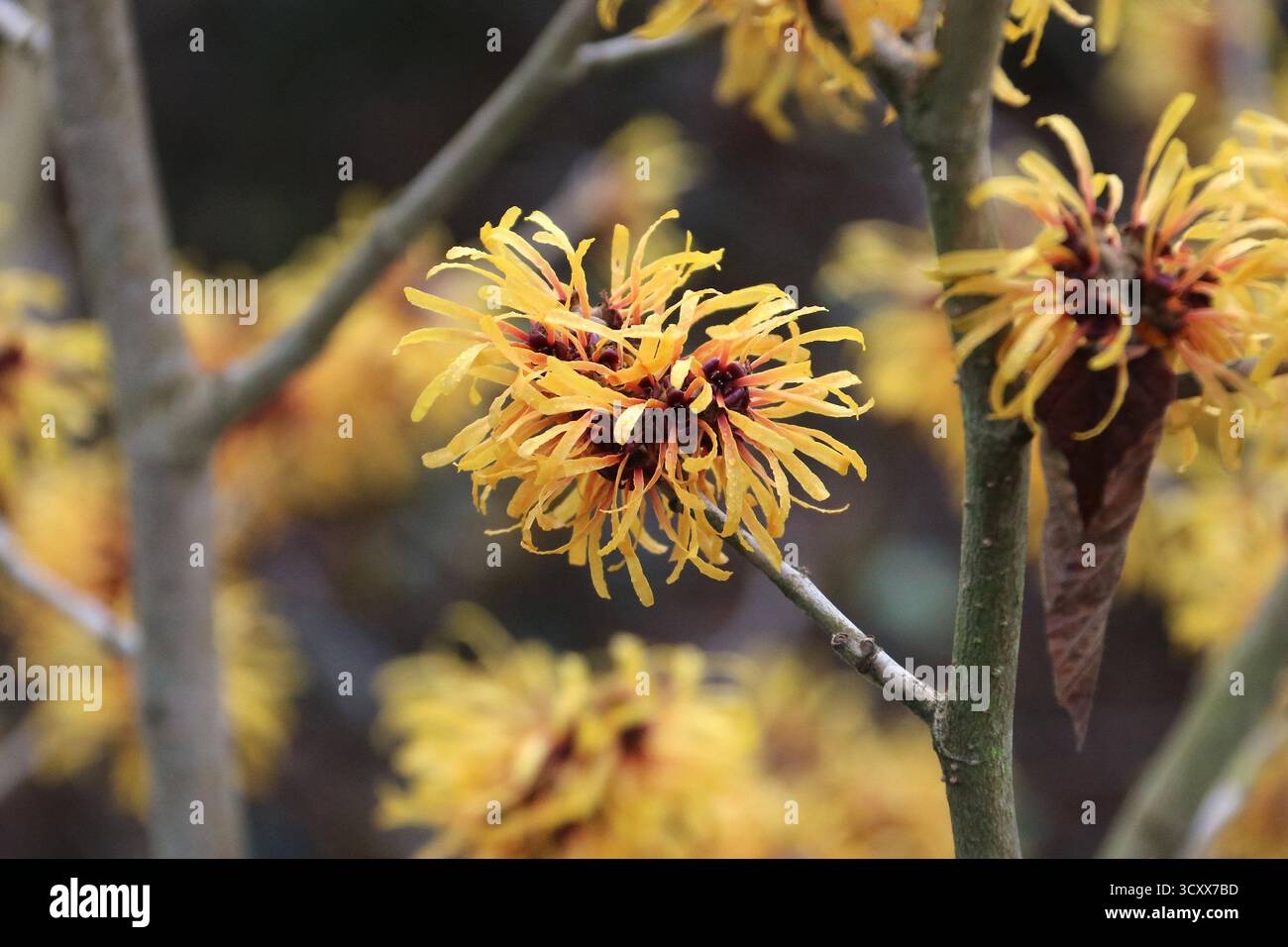 Einzelne gelbe Hexenhaselblüte auf einem braunen Stiel mit weiteren Blüten im Hintergrund. Hamamelis x intermedia wahrscheinlich 'glühende Glut' Stockfoto Einzelne gelbe Hexenhaselblüte auf einem braunen Stiel mit weiteren Blüten im Hintergrund. Hamamelis x intermedia wahrscheinlich 'glühende Glut' Stockfoto