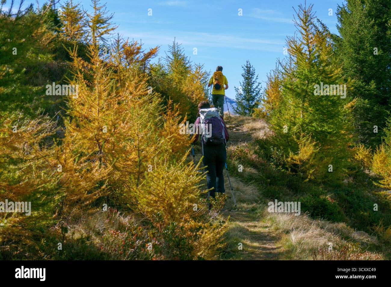 Ein Mann und eine Frau gehen durch Lärchenwald, Schweizer Alpen, Tessin Stockfoto