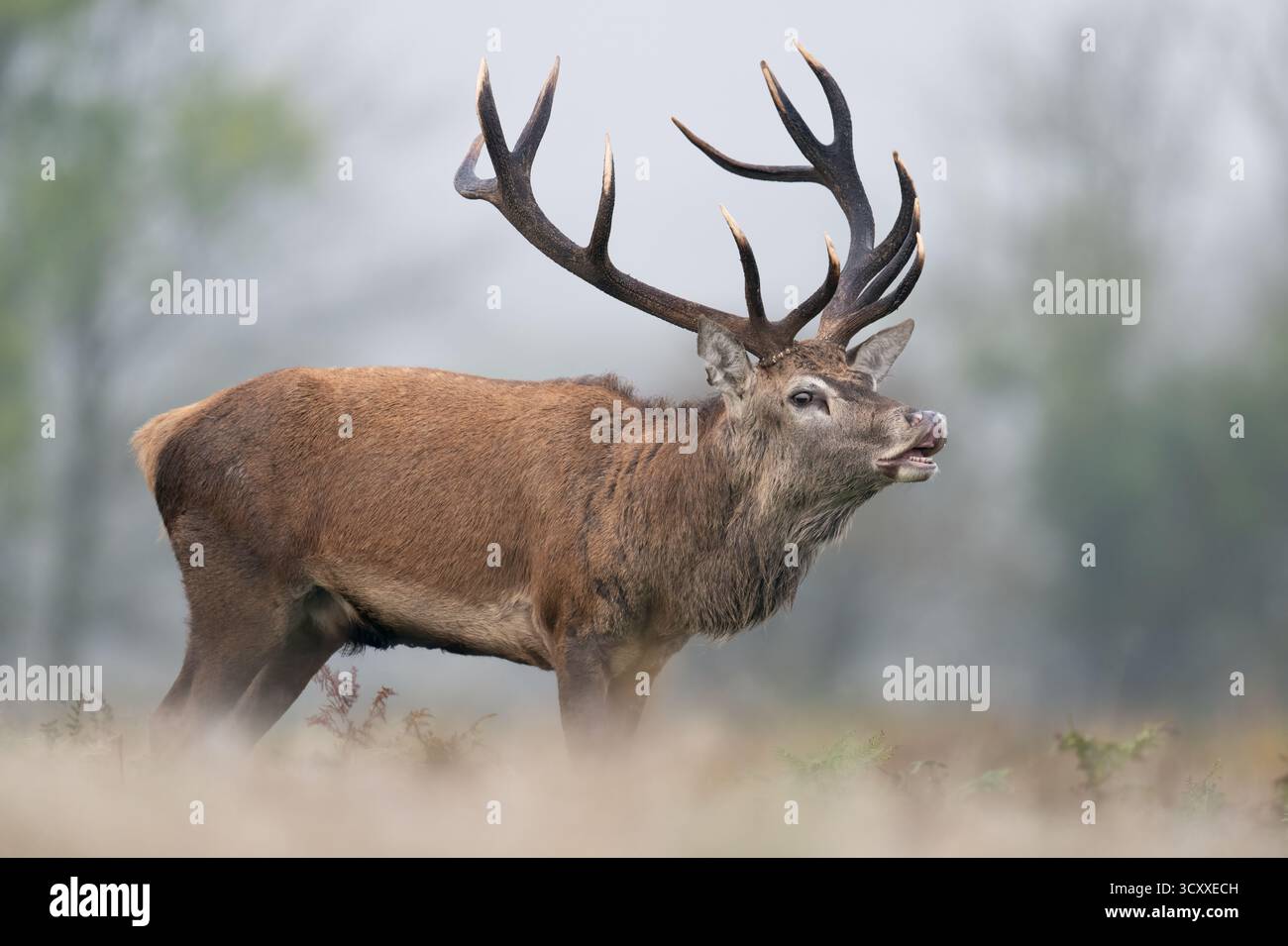 Rothirsch (Cervus elaphus) zeigt Reaktion der Flehmen in der Herbstrute Stockfoto