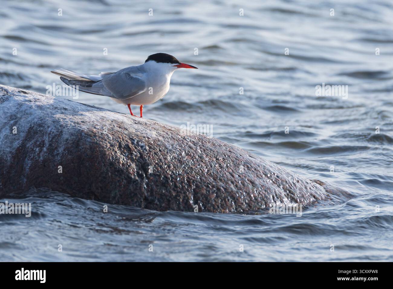 Fluß-Seeschwalbe, Flußseeschwalbe, Fluss-Seeschwalbe, Flussseeschwalbe, Seeschwalbe, Seeschwalben, Sterna hirundo, Seeschwalben, Seeschwalben, Seeschwalben, Seeschwalben, La Sterne Stockfoto