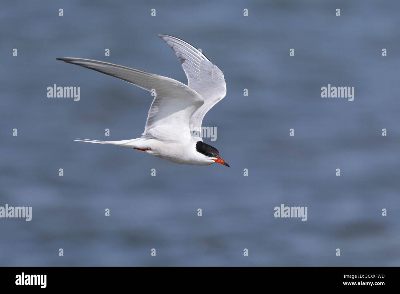 Fluß-Seeschwalbe, Flußseeschwalbe, Fluss-Seeschwalbe, Flussseeschwalbe, Flug, Flugbild, fliegend, Seeschwalbe, Seeschwalben, Sterna hirundo, gemeinsame te Stockfoto