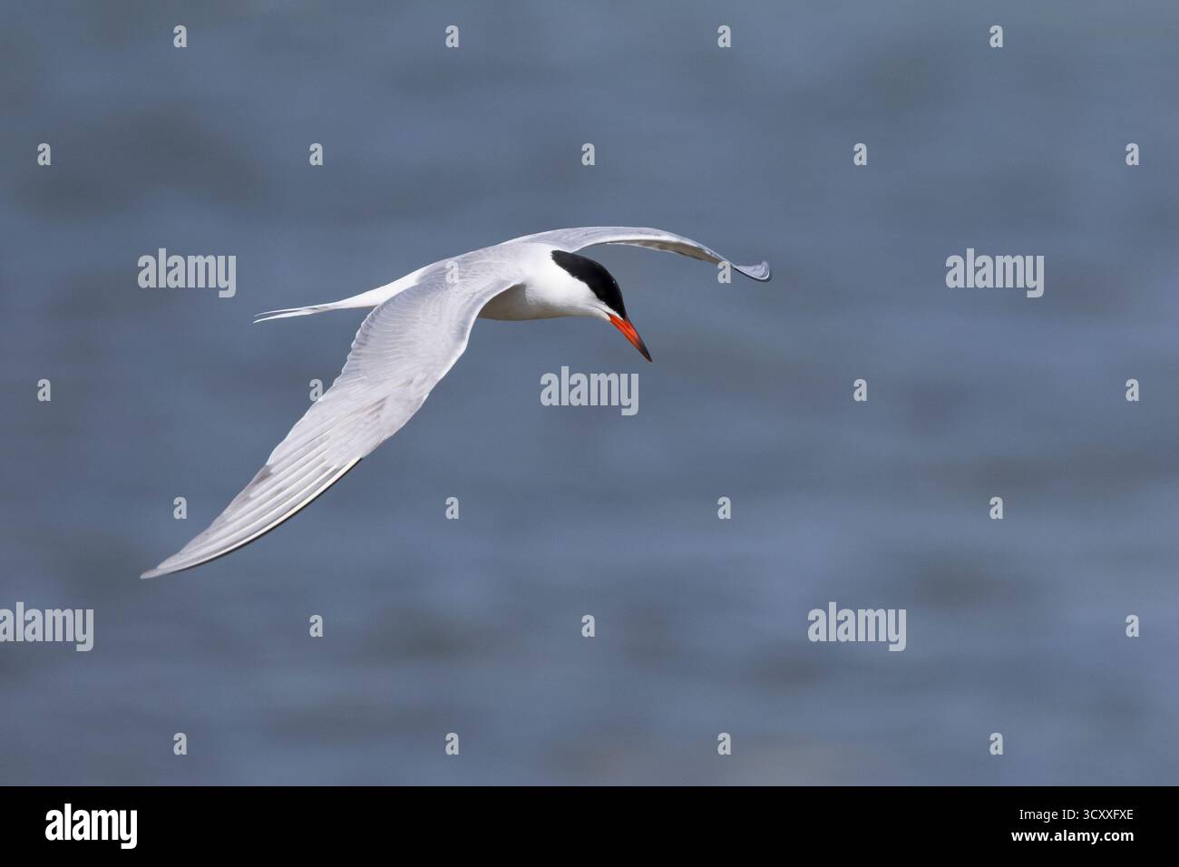 Fluß-Seeschwalbe, Flußseeschwalbe, Fluss-Seeschwalbe, Flussseeschwalbe, Flug, Flugbild, fliegend, Seeschwalbe, Seeschwalben, Sterna hirundo, gemeinsame te Stockfoto