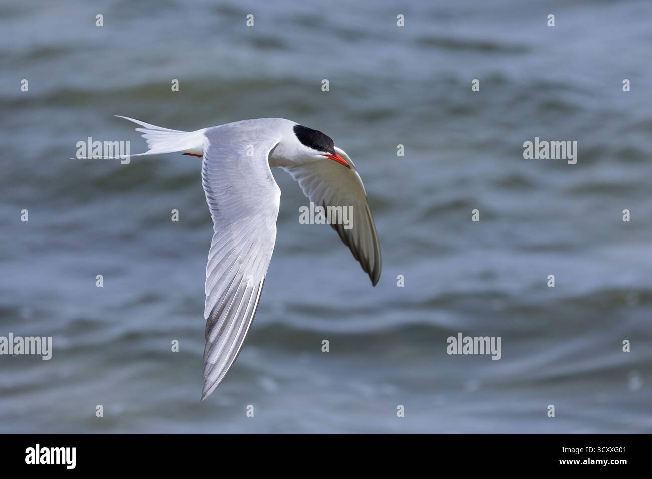 Fluß-Seeschwalbe, Flußseeschwalbe, Fluss-Seeschwalbe, Flussseeschwalbe, Flug, Flugbild, fliegend, Seeschwalbe, Seeschwalben, Sterna hirundo, gemeinsame te Stockfoto