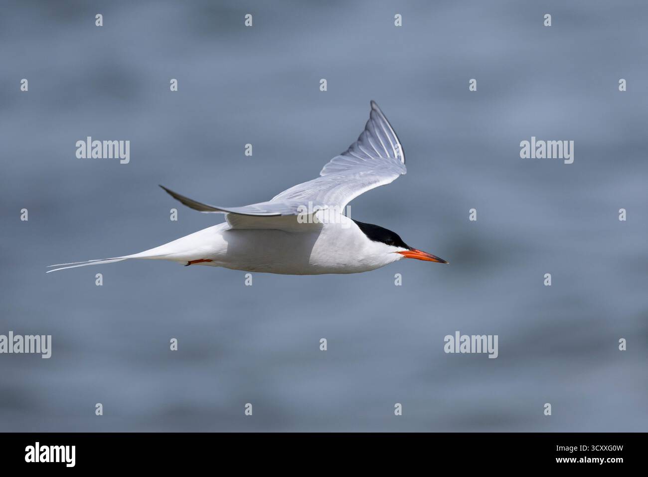 Fluß-Seeschwalbe, Flußseeschwalbe, Fluss-Seeschwalbe, Flussseeschwalbe, Flug, Flugbild, fliegend, Seeschwalbe, Seeschwalben, Sterna hirundo, gemeinsame te Stockfoto