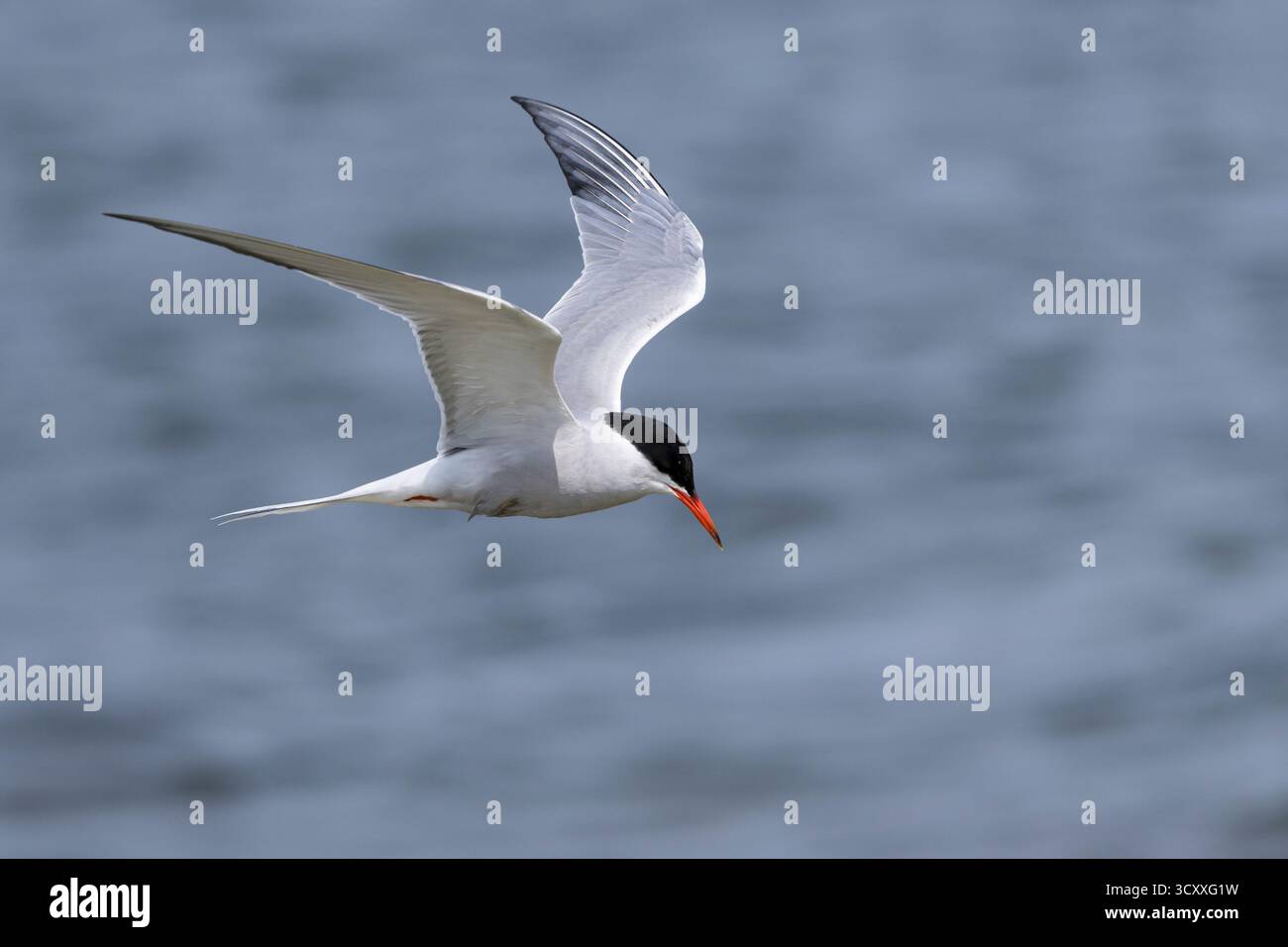 Fluß-Seeschwalbe, Flußseeschwalbe, Fluss-Seeschwalbe, Flussseeschwalbe, Flug, Flugbild, fliegend, Seeschwalbe, Seeschwalben, Sterna hirundo, gemeinsame te Stockfoto