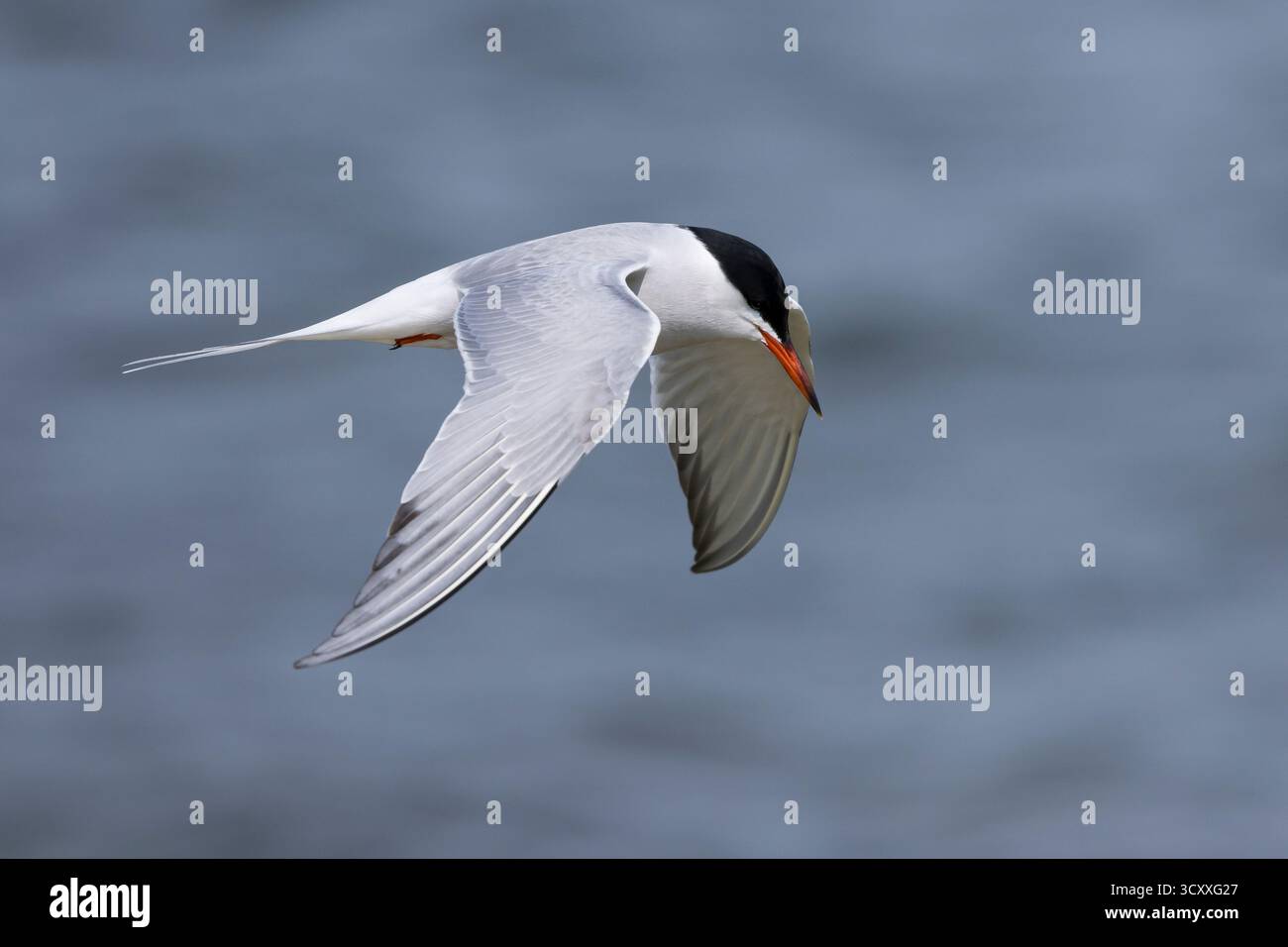 Fluß-Seeschwalbe, Flußseeschwalbe, Fluss-Seeschwalbe, Flussseeschwalbe, Flug, Flugbild, fliegend, Seeschwalbe, Seeschwalben, Sterna hirundo, gemeinsame te Stockfoto