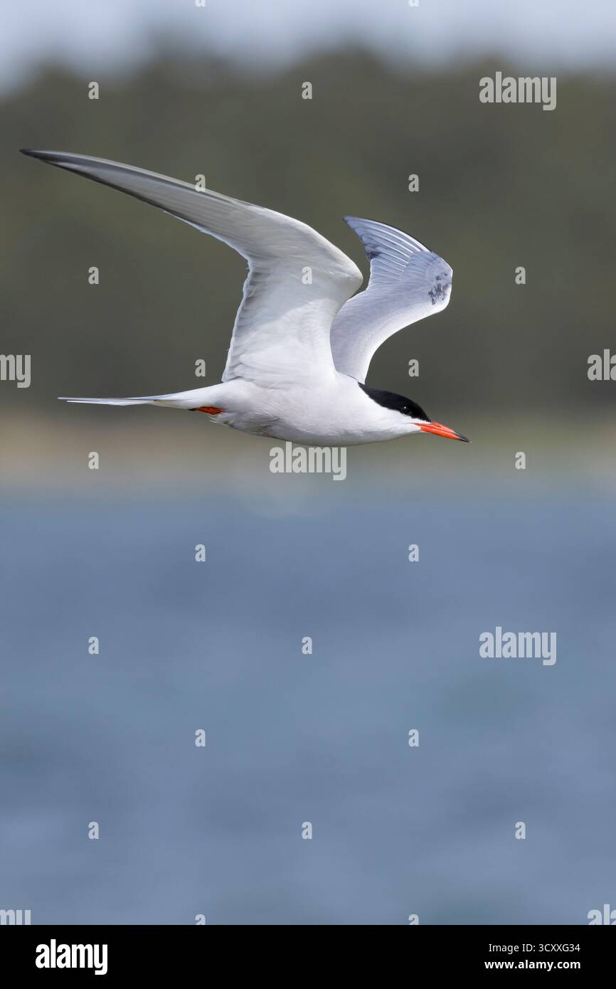 Fluß-Seeschwalbe, Flußseeschwalbe, Fluss-Seeschwalbe, Flussseeschwalbe, Flug, Flugbild, fliegend, Seeschwalbe, Seeschwalben, Sterna hirundo, gemeinsame te Stockfoto