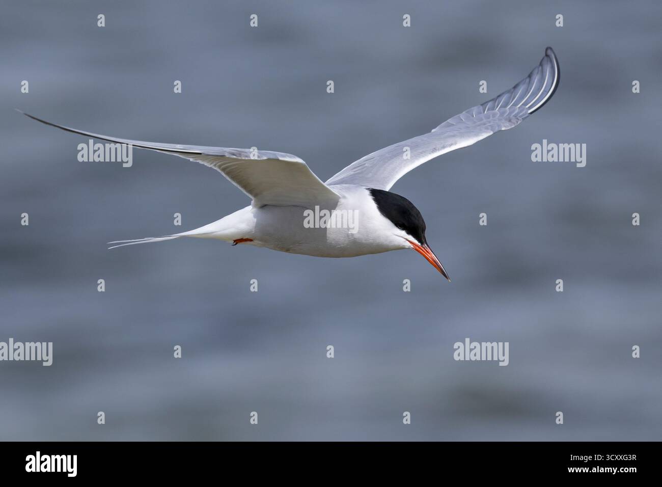 Fluß-Seeschwalbe, Flußseeschwalbe, Fluss-Seeschwalbe, Flussseeschwalbe, Flug, Flugbild, fliegend, Seeschwalbe, Seeschwalben, Sterna hirundo, gemeinsame te Stockfoto