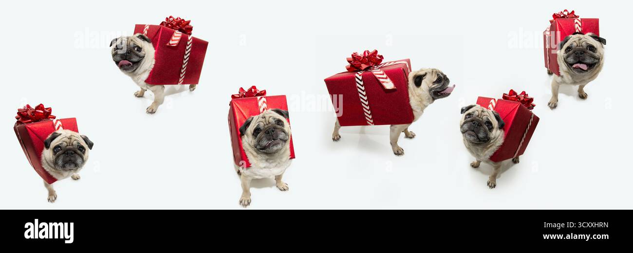 Collage weihnachten. Hündchen als Geschenk oder Geschenk gekleidet. Isoliert auf weißem Hintergrund Stockfoto