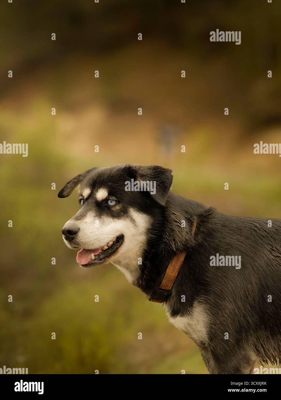 Nahaufnahme eines schwarz-weißen Hundes mit hellblauen Augen und einem Lederhalsband, der draußen mit einem unscharfen natürlichen Hintergrund steht Stockfoto