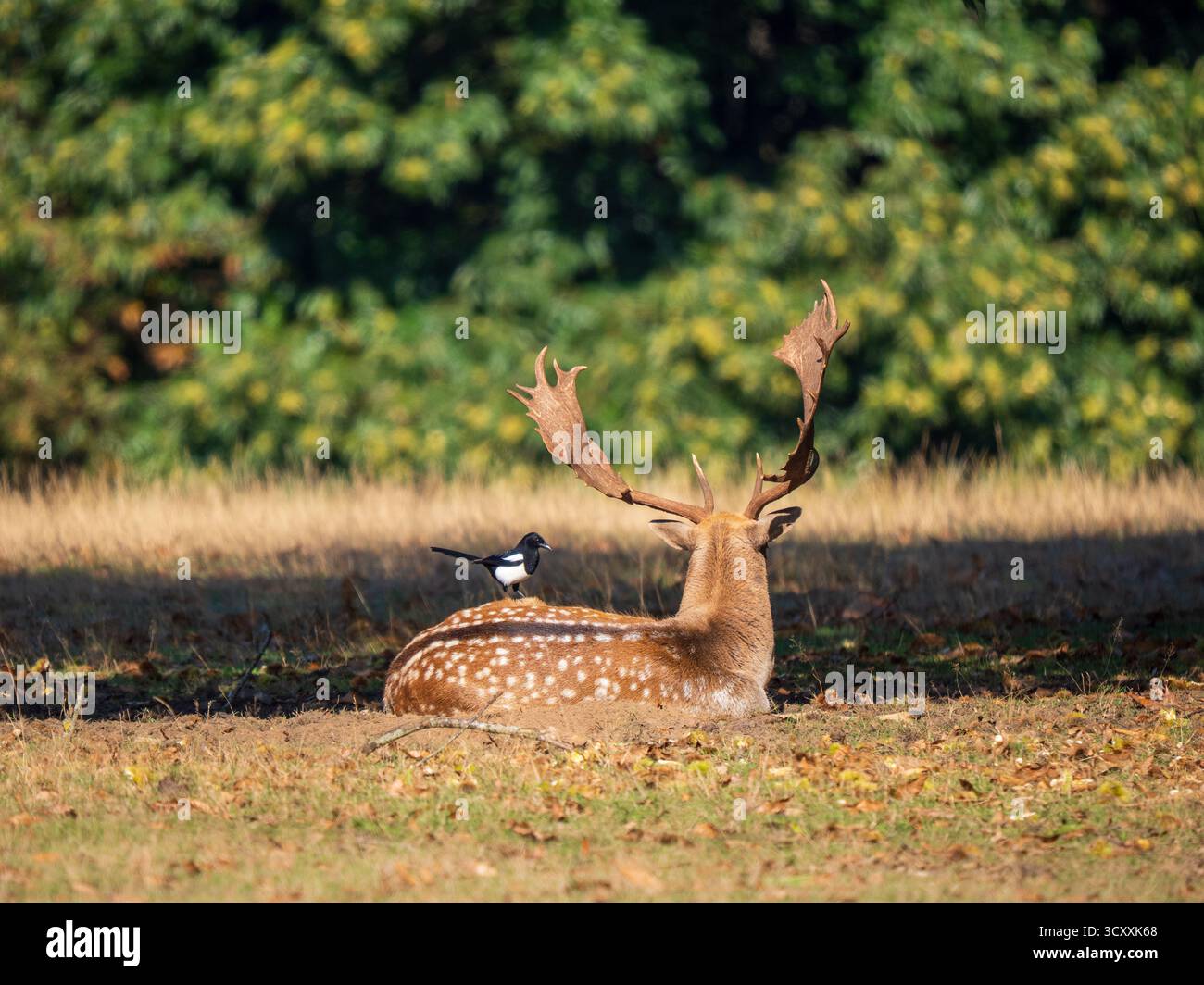 Damhirsch Buck sitzt mit einer Magpie auf dem Rücken Stockfoto