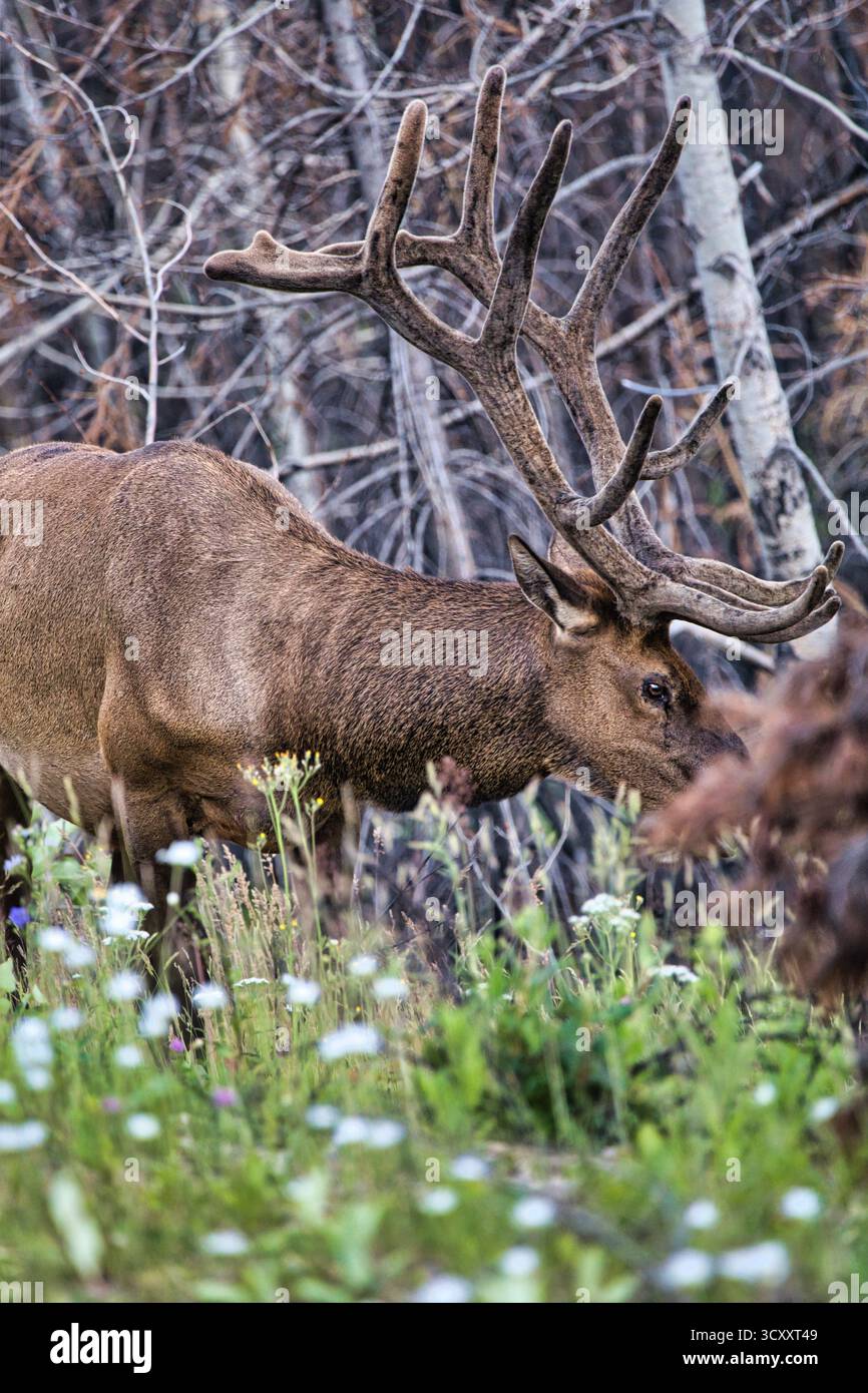 Im Jasper National Park, Alberta, weidet ein massiver Bullenwal mit beeindruckenden Samtgeweihen im Gras mit Wildblumen. Stockfoto