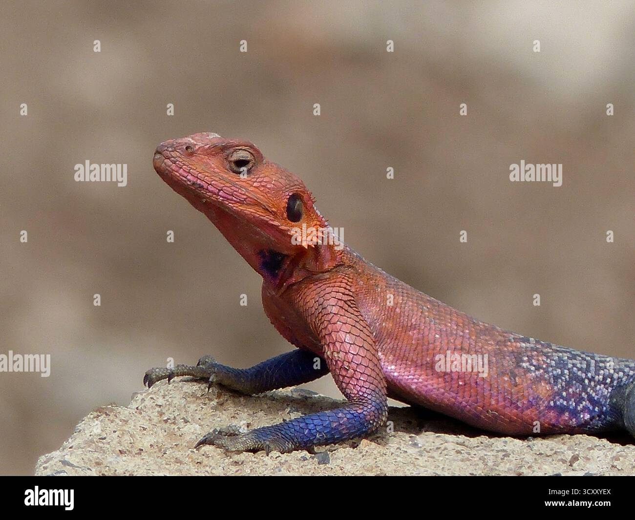 Eine detaillierte Nahaufnahme einer auffälligen roten und blauen Eidechse, die auf einer warmen Sandsteinoberfläche in ihrem natürlichen Lebensraum ruht Stockfoto
