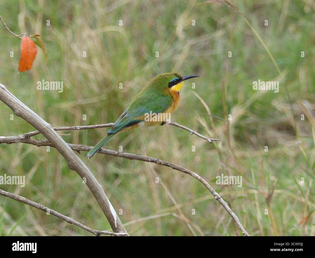 Verlieren Sie einen farbenfrohen Stachelvogel in seinem natürlichen Lebensraum. Das leuchtende Gefieder des Vogels bildet einen schönen Kontrast zum weichen, grünen Hintergrund Stockfoto