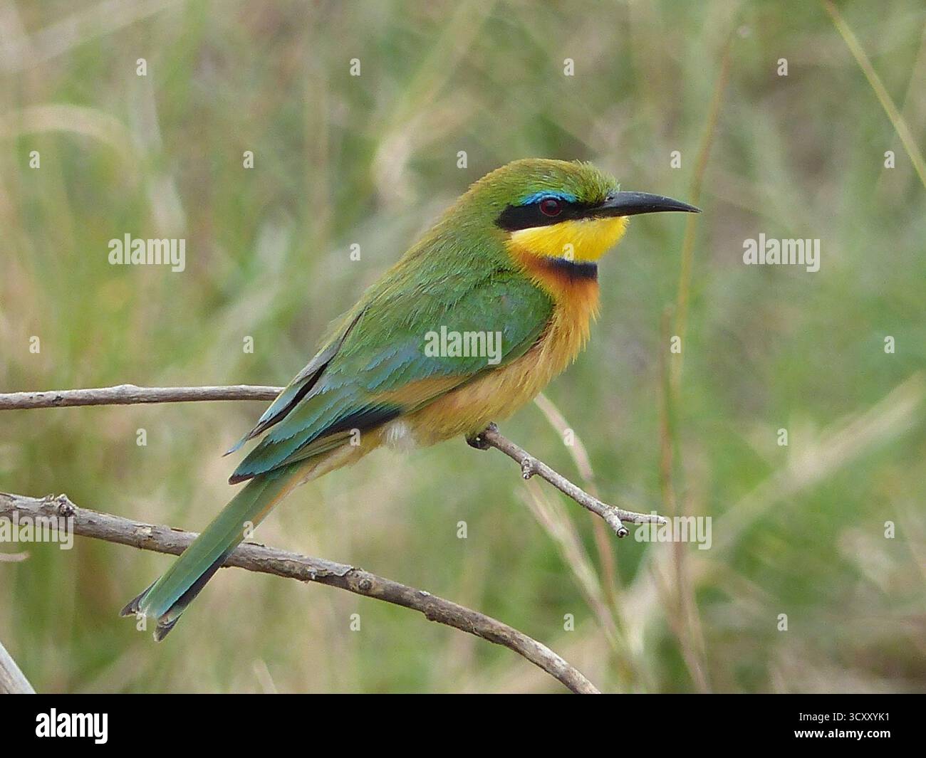 Verlieren Sie einen farbenfrohen Stachelvogel in seinem natürlichen Lebensraum. Das leuchtende Gefieder des Vogels bildet einen schönen Kontrast zum weichen, grünen Hintergrund Stockfoto