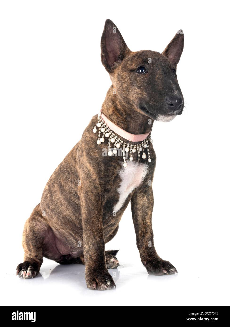 Miniatur Bull Terrier vor weißem Hintergrund Stockfoto