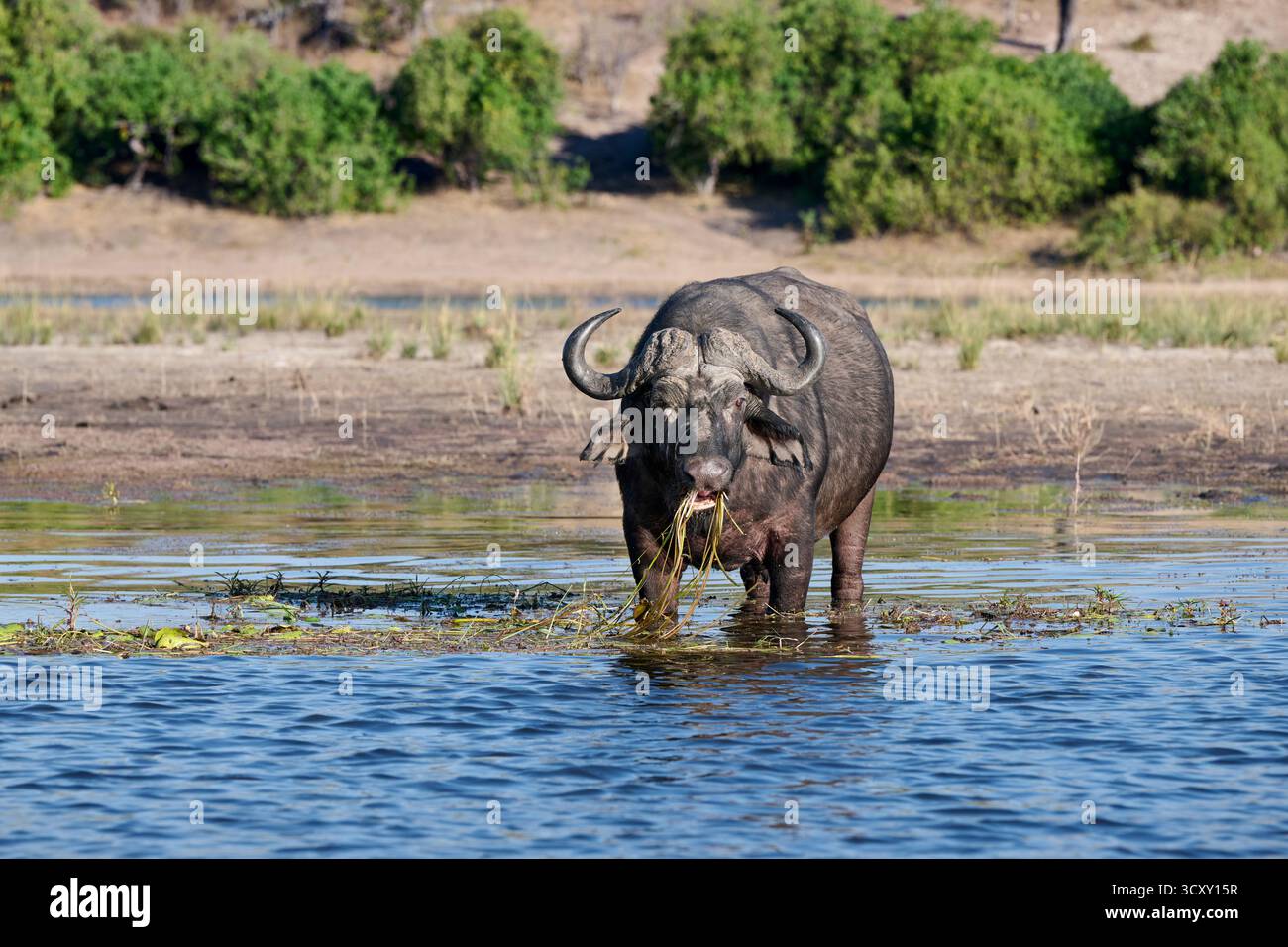 Afrikanische Büffelfütterung (Syncerus Caffer) am Chobe River, Chobe National Park, Botswana Afrika Stockfoto