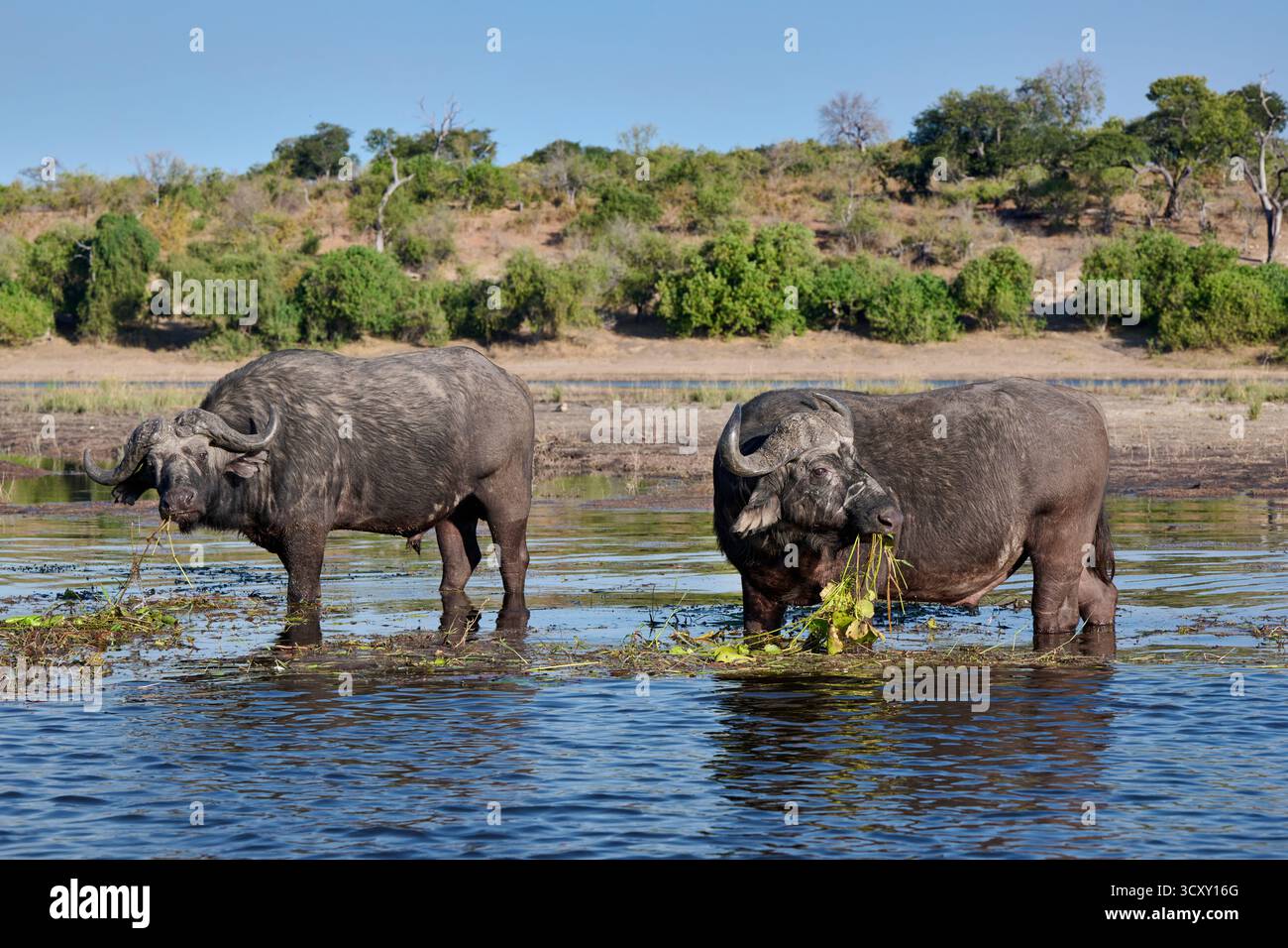 Afrikanische Büffelfütterung (Syncerus Caffer) am Chobe River, Chobe National Park, Botswana Afrika Stockfoto